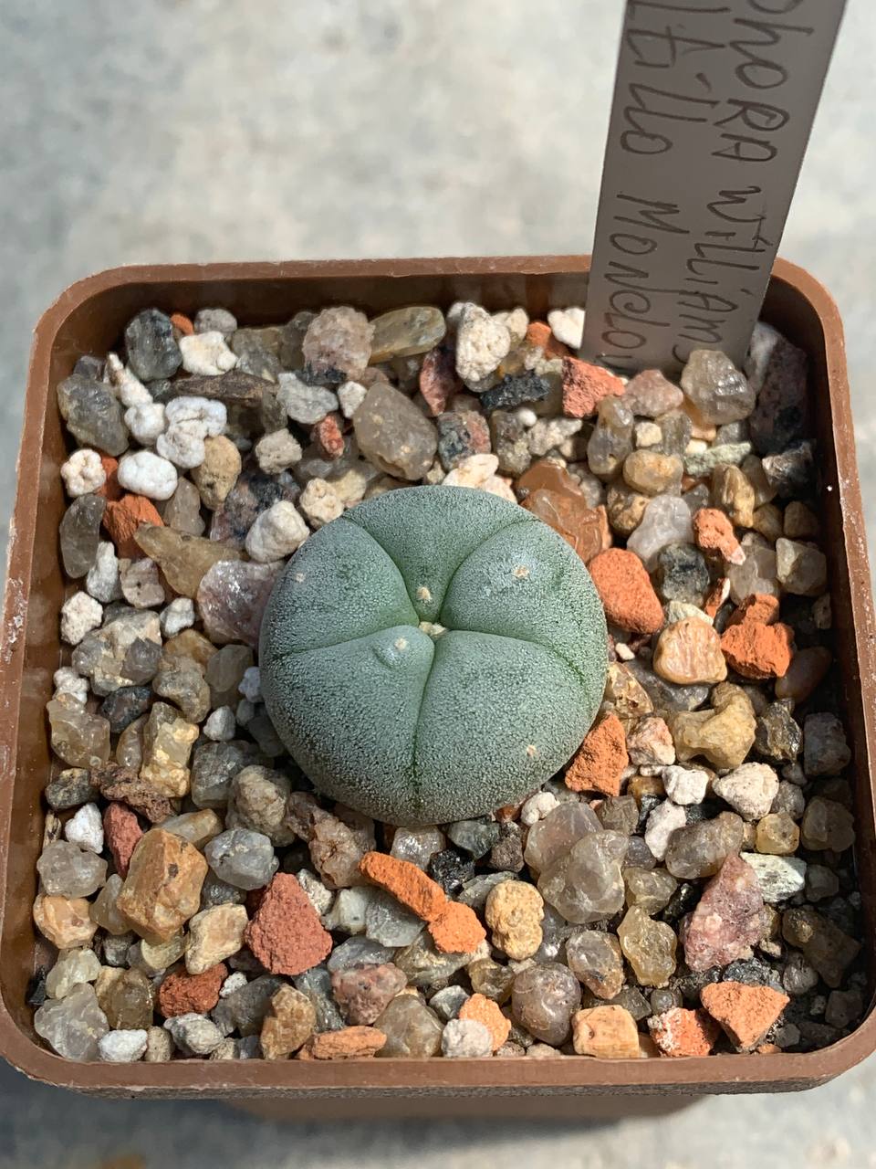 Lophophora williamsii (Saltillo Monclova)
