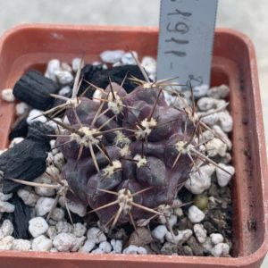 Pyrrhocactus horridocactus  RS 1911