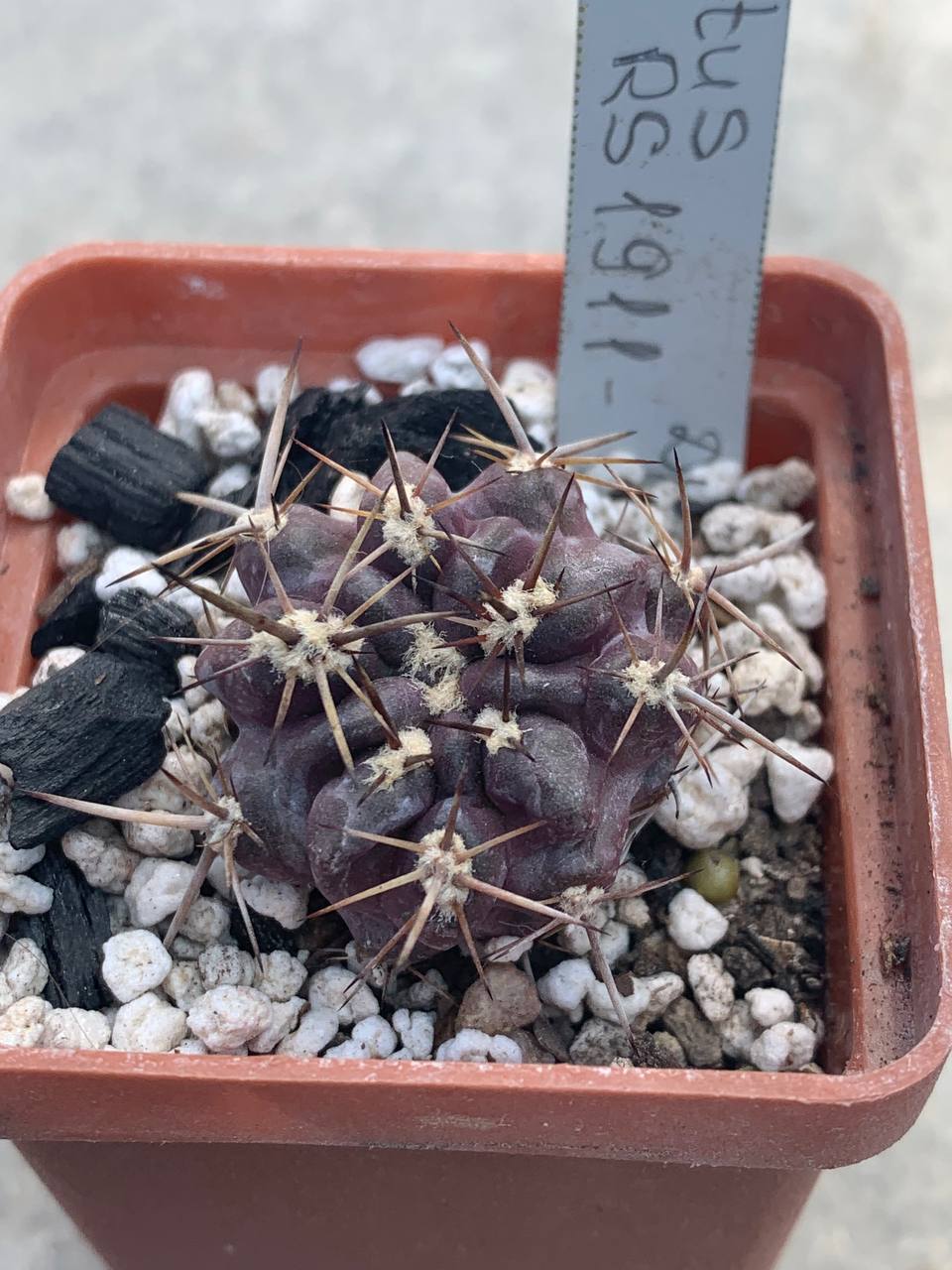 Pyrrhocactus horridocactus  RS 1911