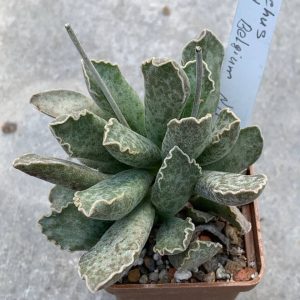 Adromischus hybr Belgium #17