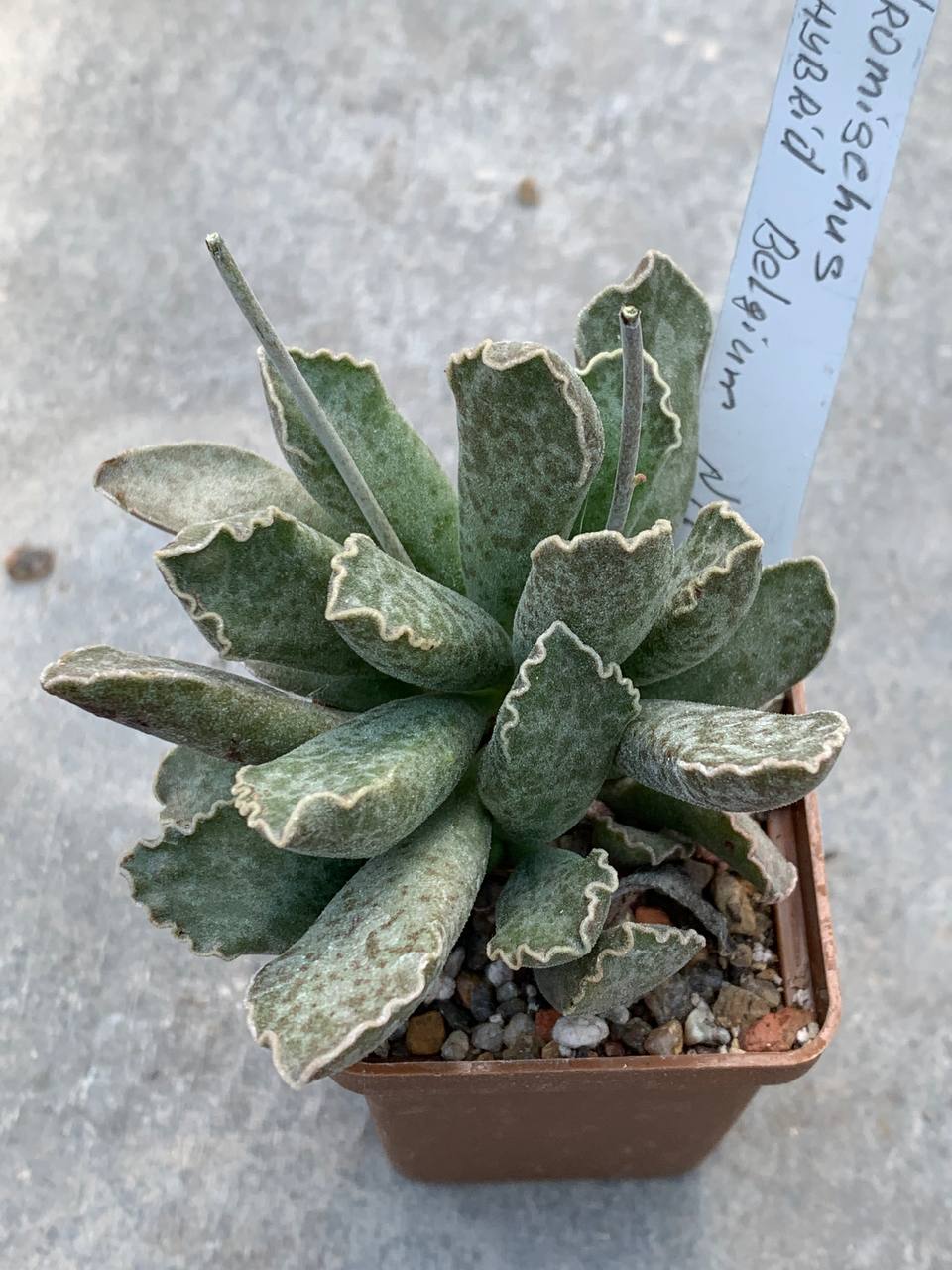 Adromischus hybr Belgium #17
