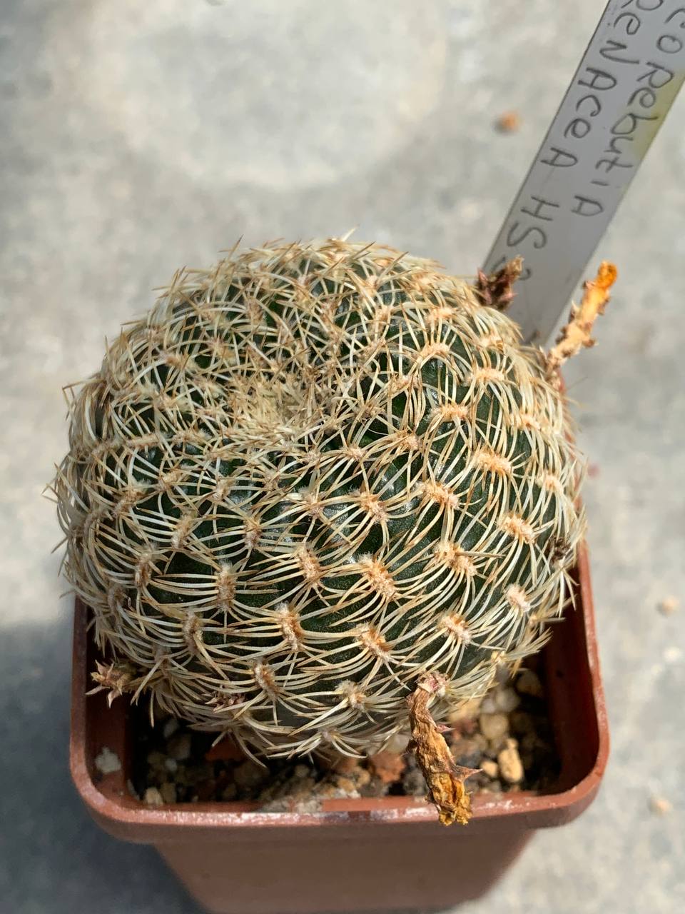Sulcorebutia arenacea HS 30
