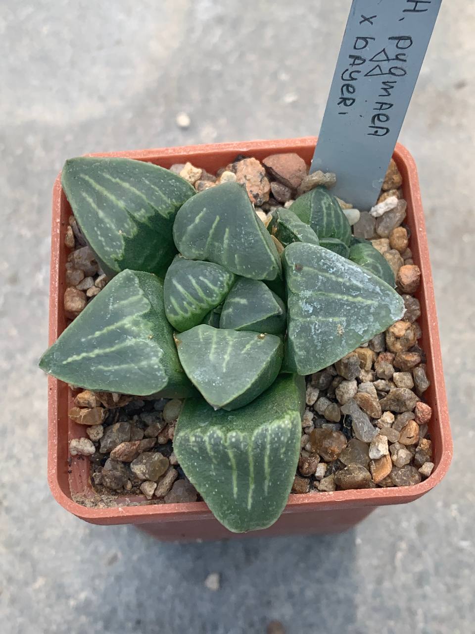 Haworthia pygmaea x bayeri