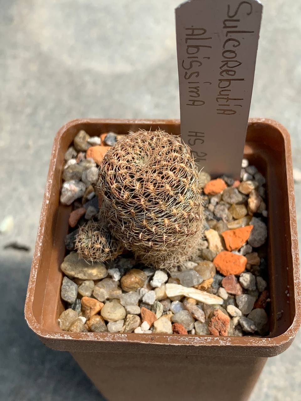 Sulcorebutia albissima HS 24