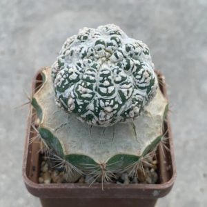 Astrophytum asterias ‘Kikko’ x asterias ‘Lizard skin’