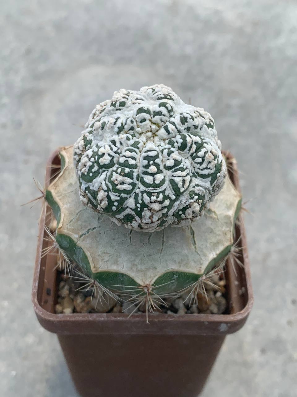 Astrophytum asterias ‘Kikko’ x asterias ‘Lizard skin’