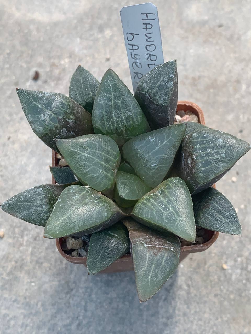 Haworthia bayeri (ex Japan)