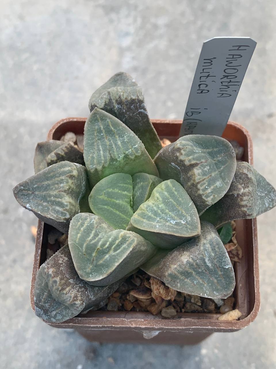 Haworthia mutica IB(круглий лист)