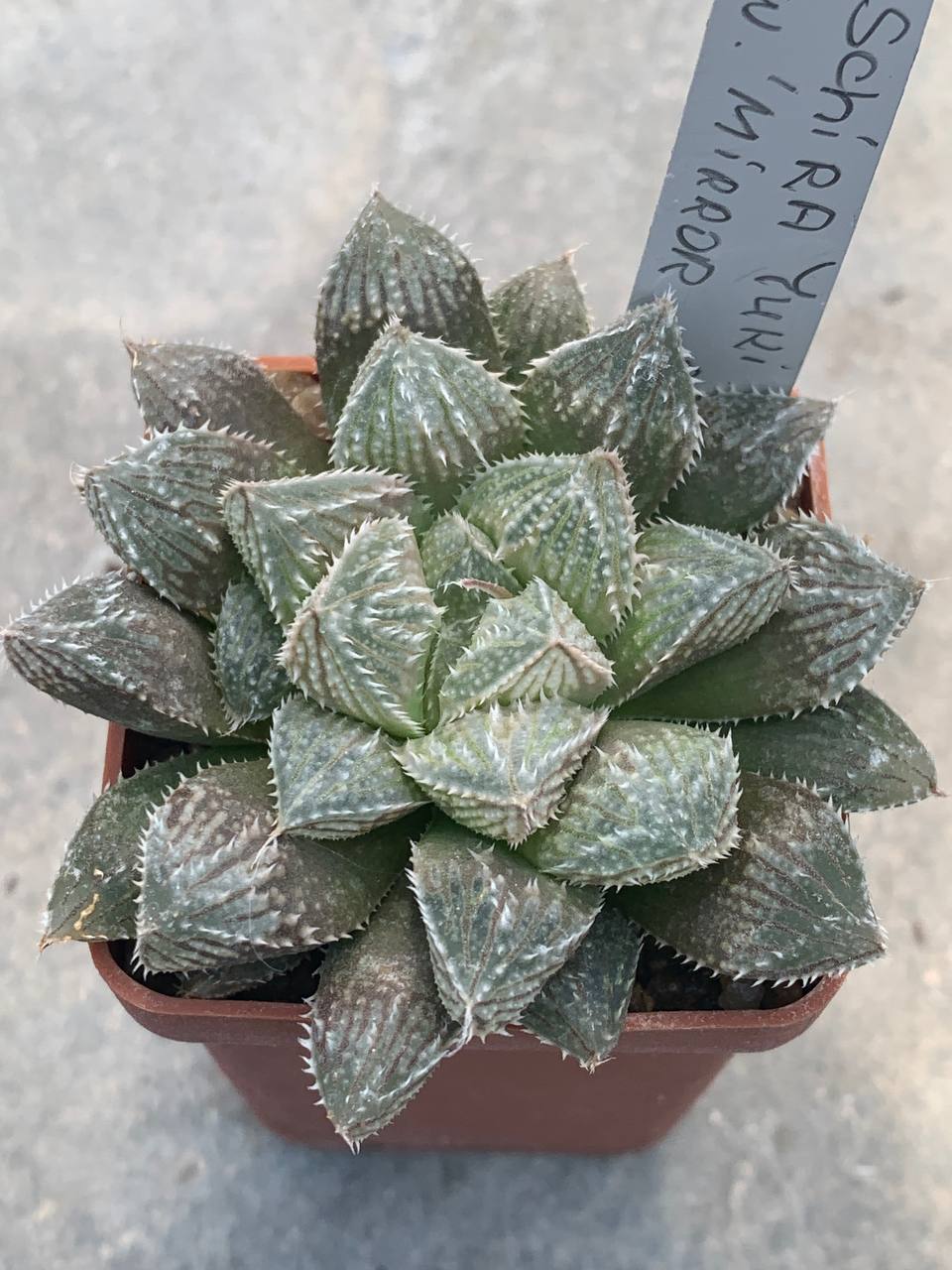Haworthia cv ‘shira yuki emaki’ x cv ‘mirroball’