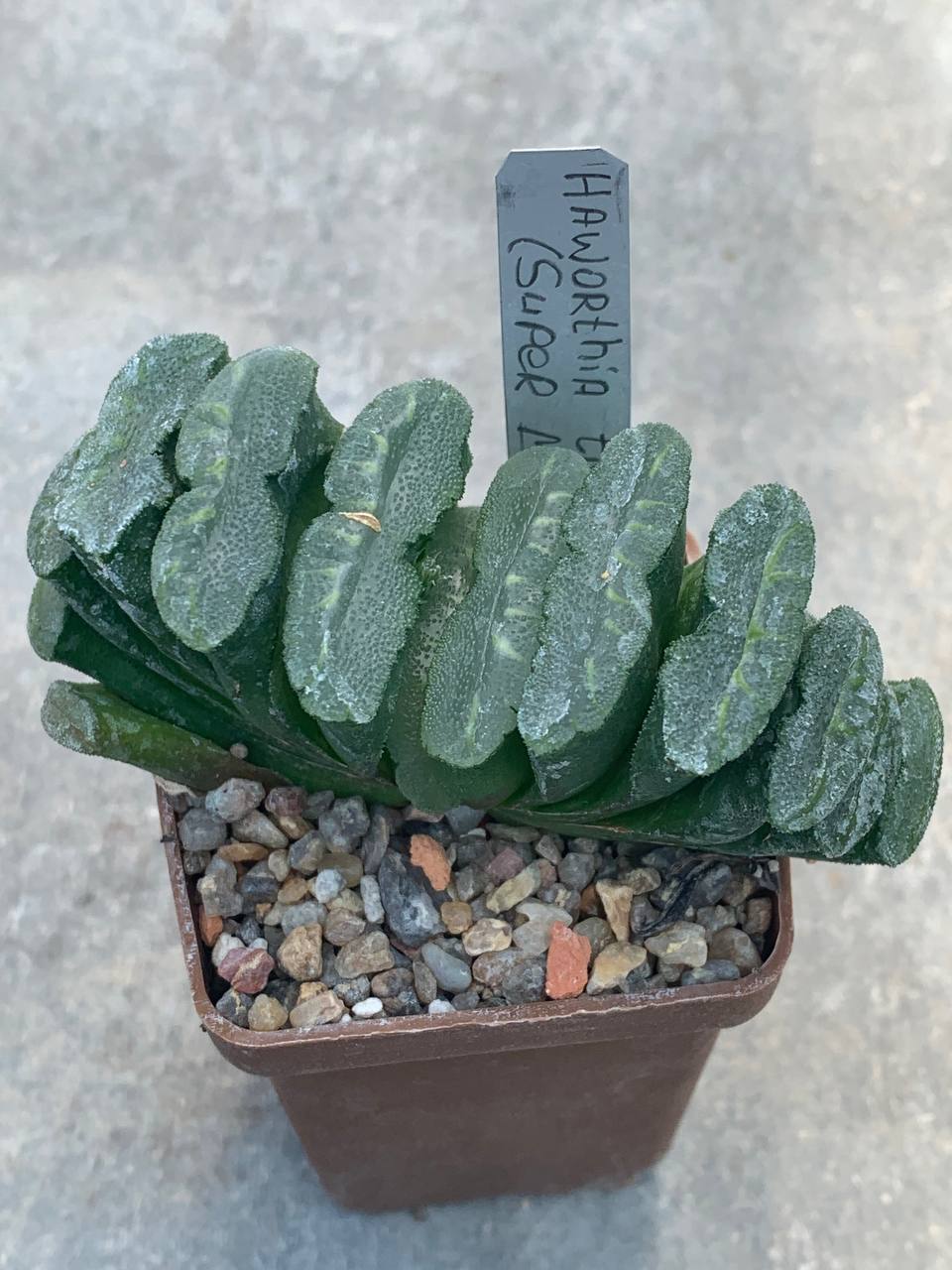 Haworthia truncata (Super Mo)