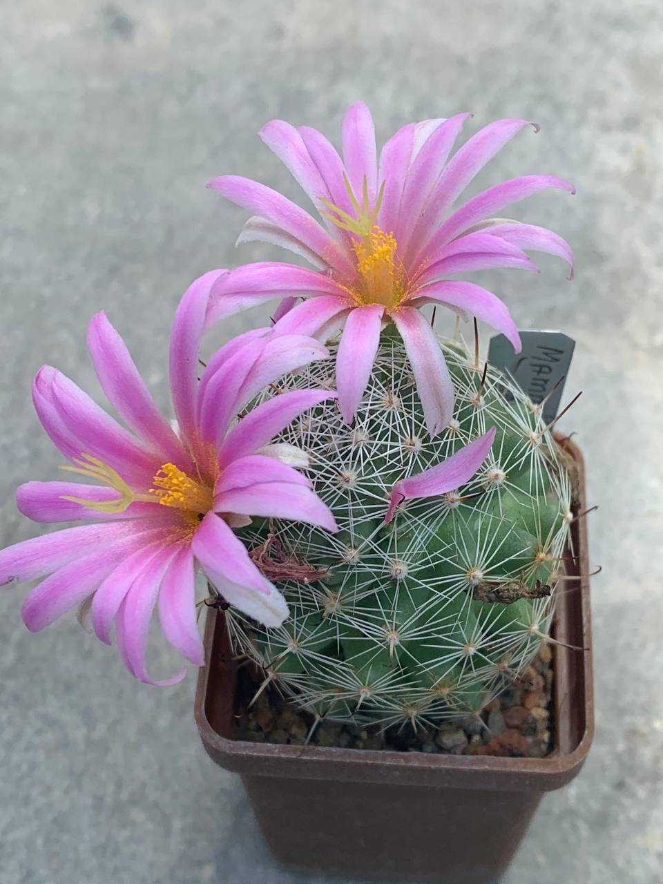 Mammillaria schumannii var. globosa