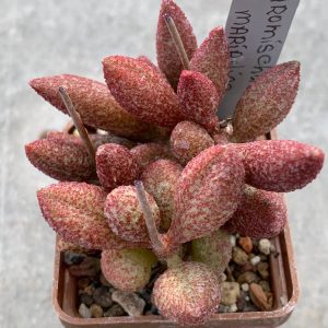 Adromischus marianiae (ex Plapp)
