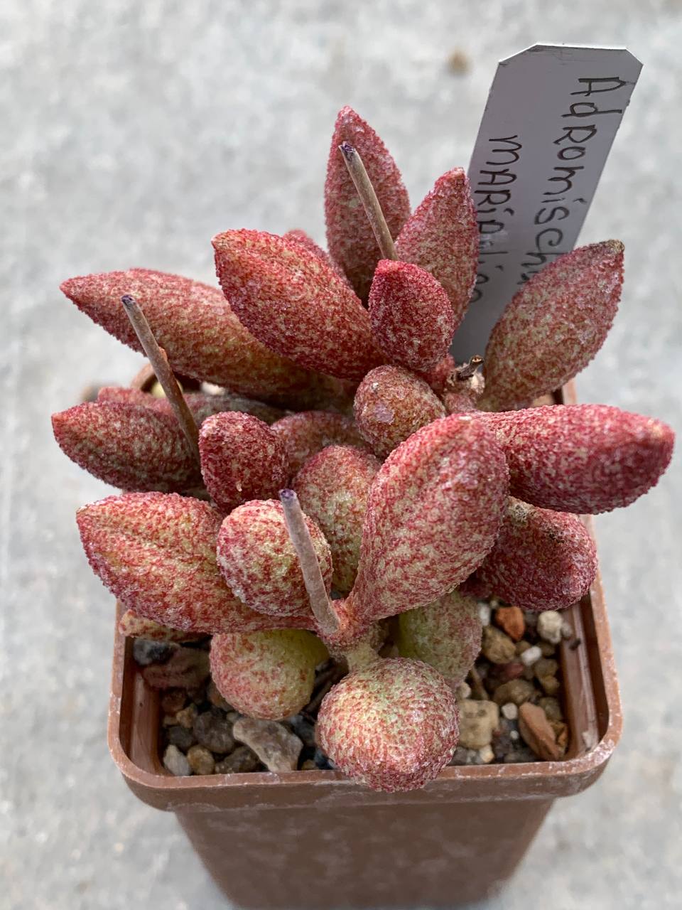 Adromischus marianiae (ex Plapp)