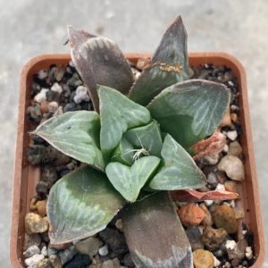 Haworthia retusa 'Byakuya'