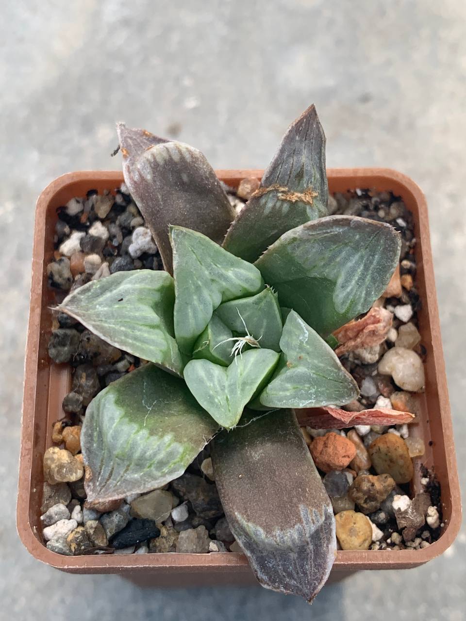 Haworthia retusa 'Byakuya'