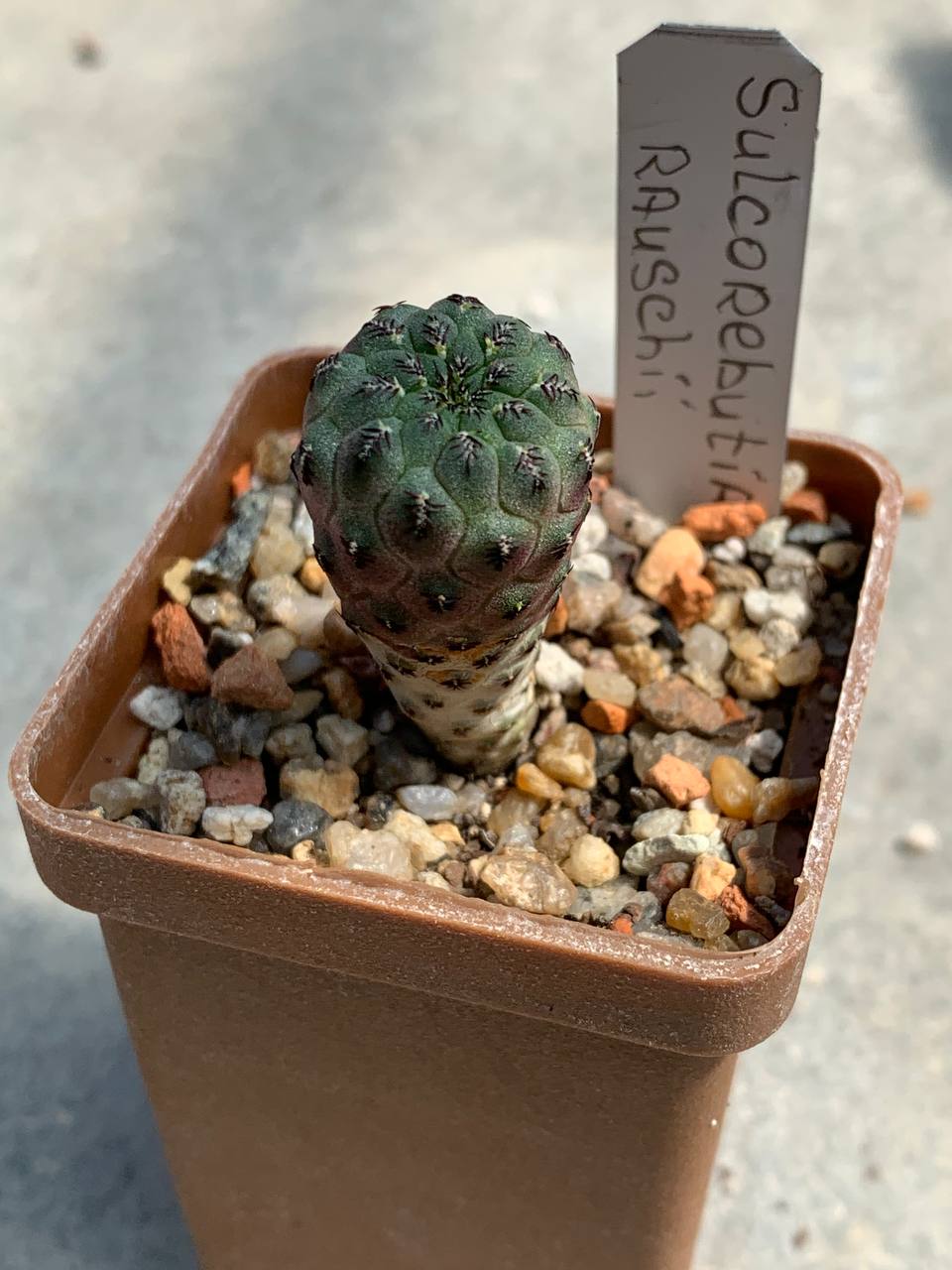 Sulcorebutia rauschii