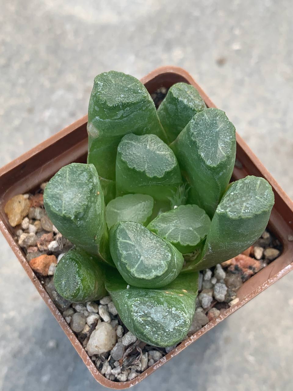 Haworthia maughanii