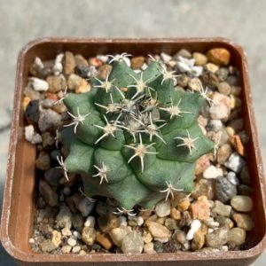 Turbinicarpus viereckii x alonsoi