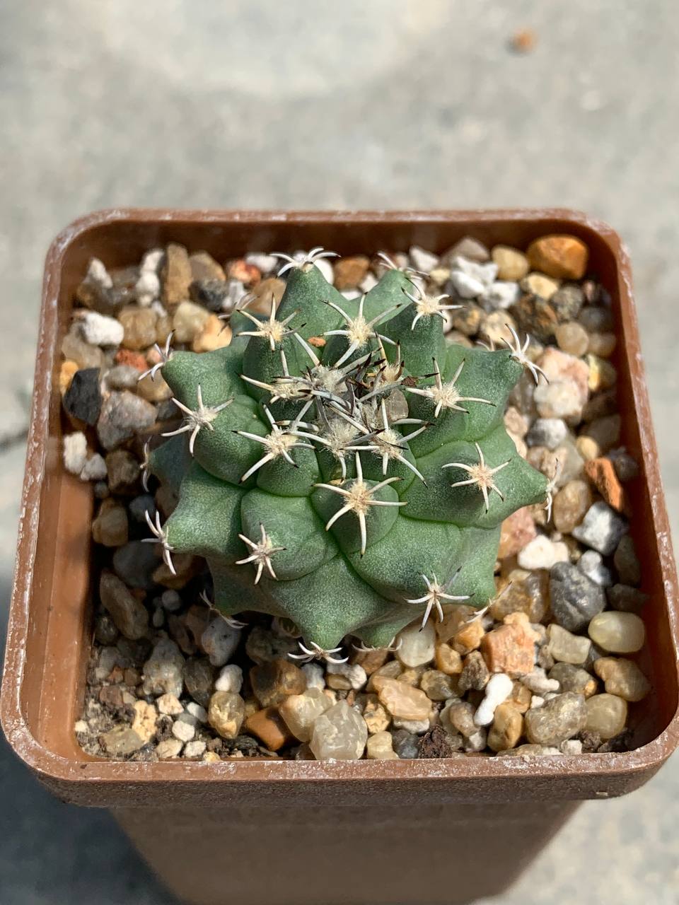 Turbinicarpus viereckii x alonsoi