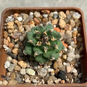 Turbinicarpus alonsoi