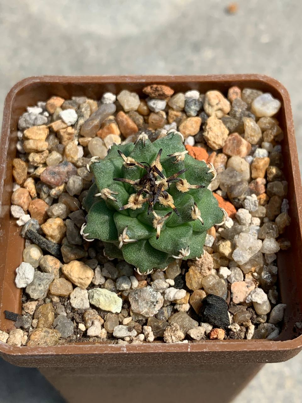 Turbinicarpus alonsoi