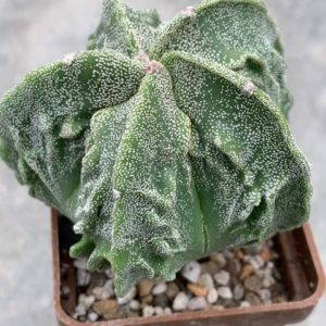 Astrophytum myriostigma Fukuryu