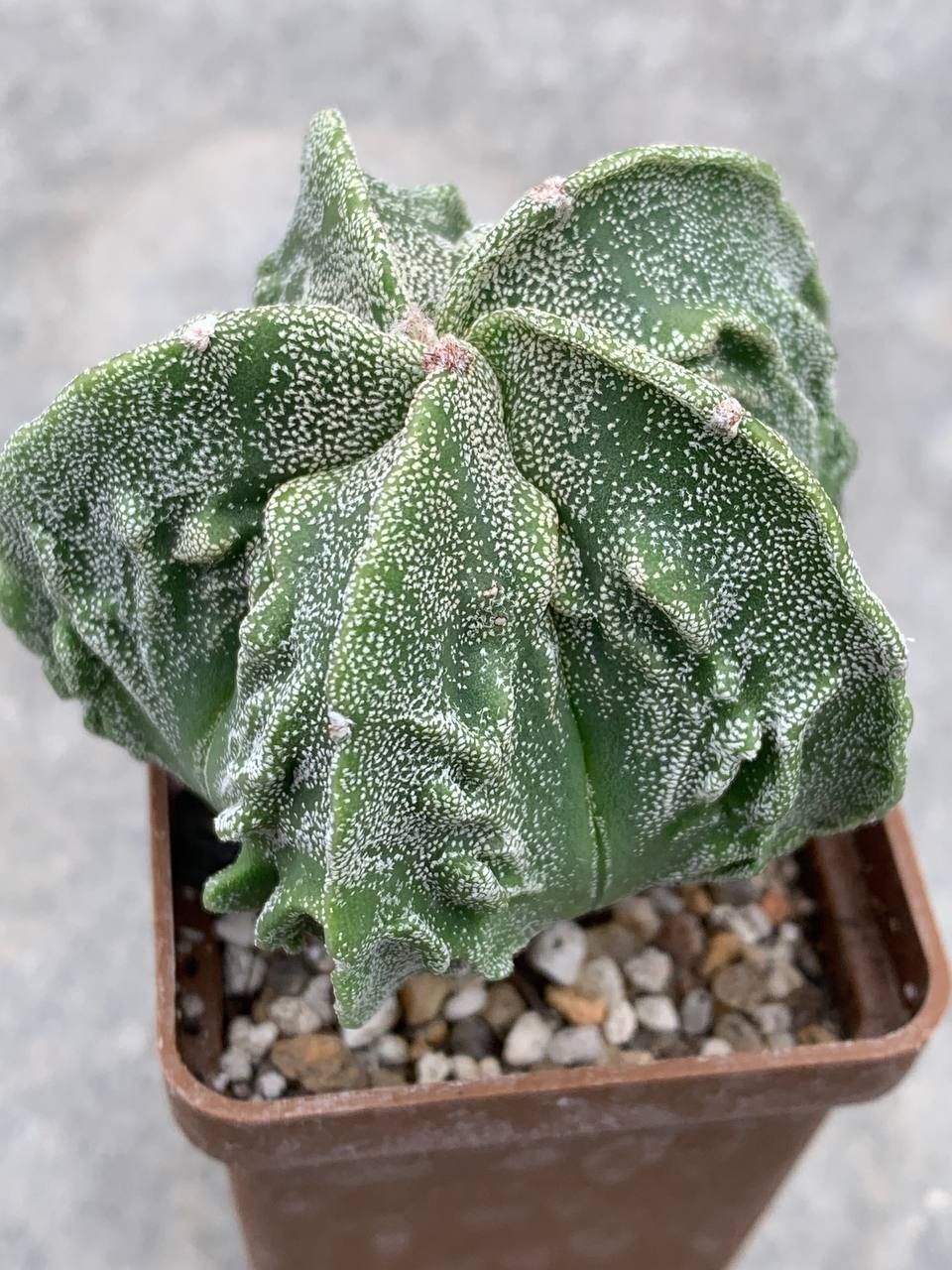 Astrophytum myriostigma Fukuryu