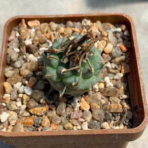 Turbinicarpus alonsoi x klinkerianus