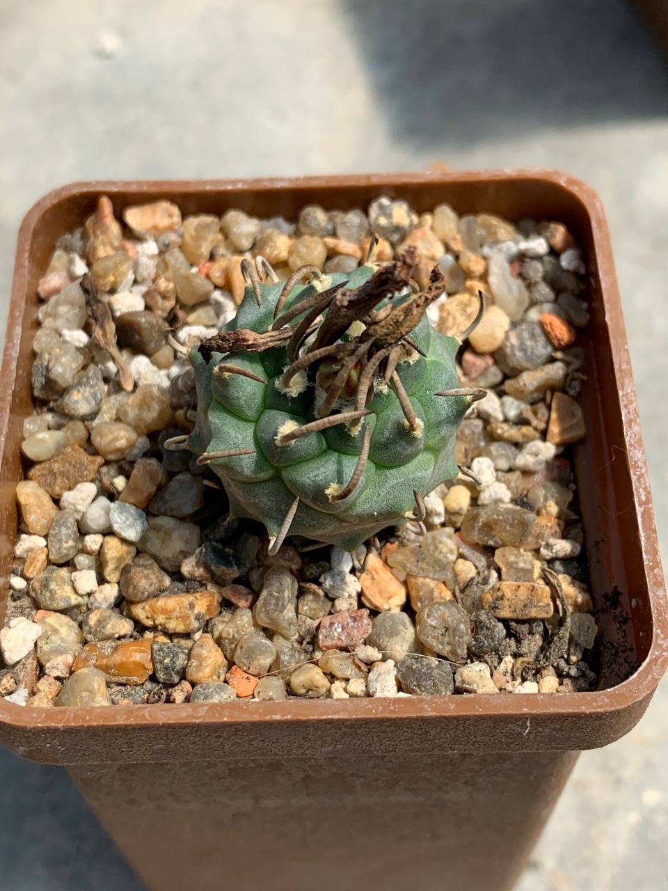 Turbinicarpus alonsoi x klinkerianus