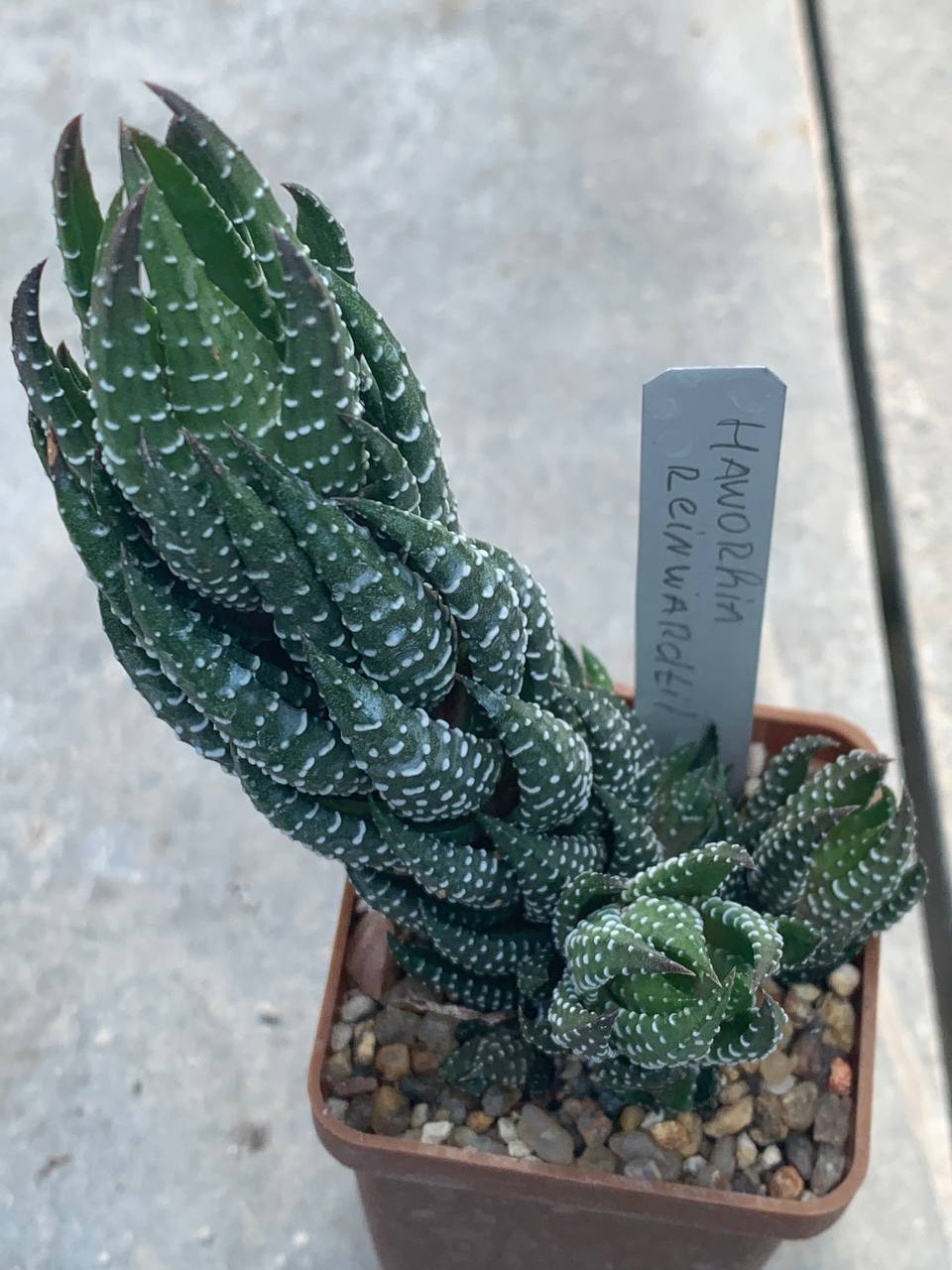 Haworthia reinwardtii