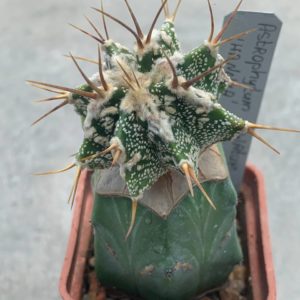 Astrophytum ornatum ‘Hannya’ Pavlica 20