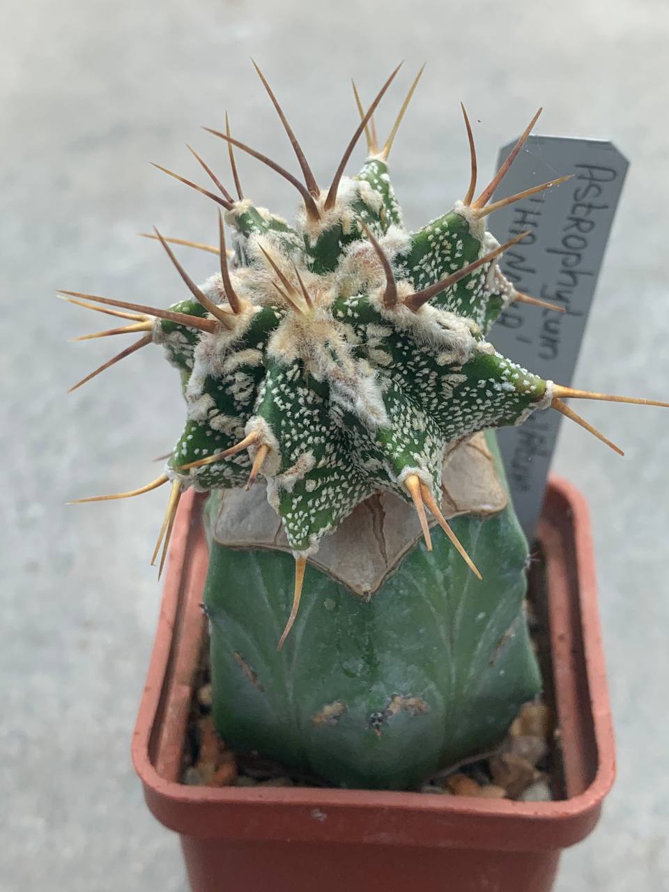 Astrophytum ornatum ‘Hannya’ Pavlica 20
