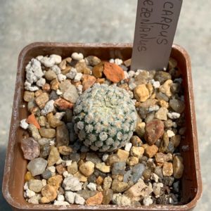 Turbinicarpus valdezianus