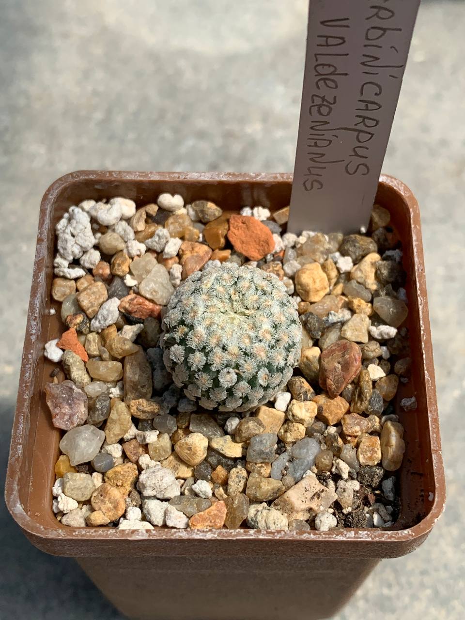 Turbinicarpus valdezianus