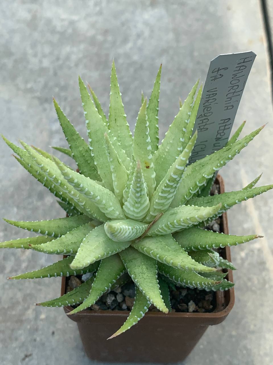 Haworthia attenuata cv. ‘Chlorophyllarm’ variegata
