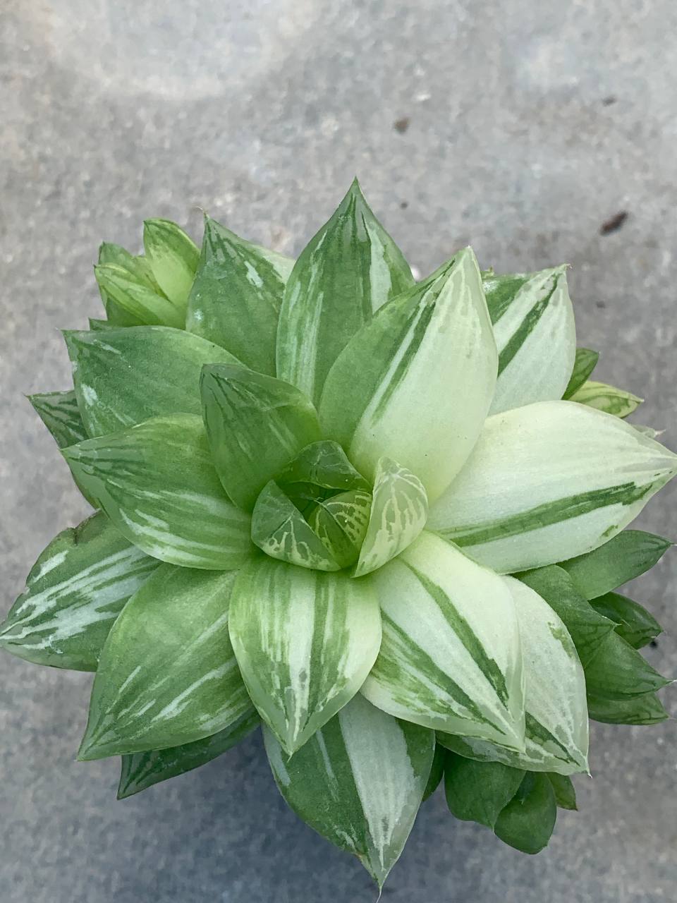 Haworthia cymbiformis fa variegata