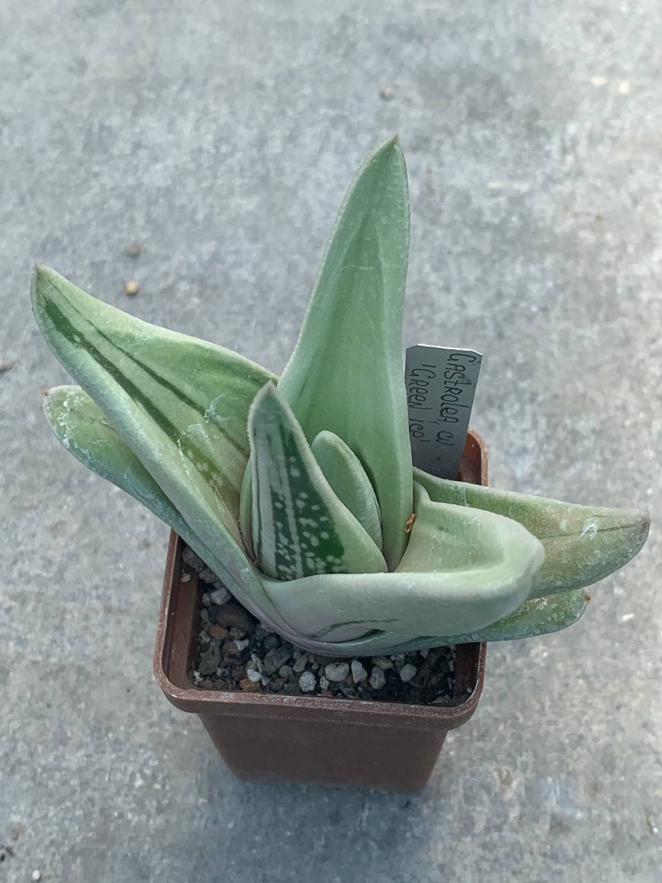 Gasteraloe ‘Green Ice’