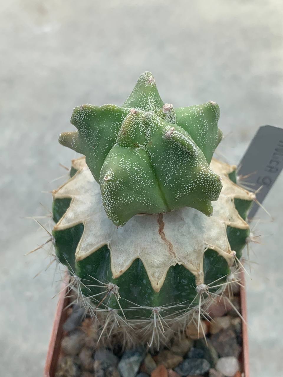 Astrophytum myriostigma *Kikko* Pavlica