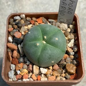 Lophophora williamsii (Camargo, Chihuahua)