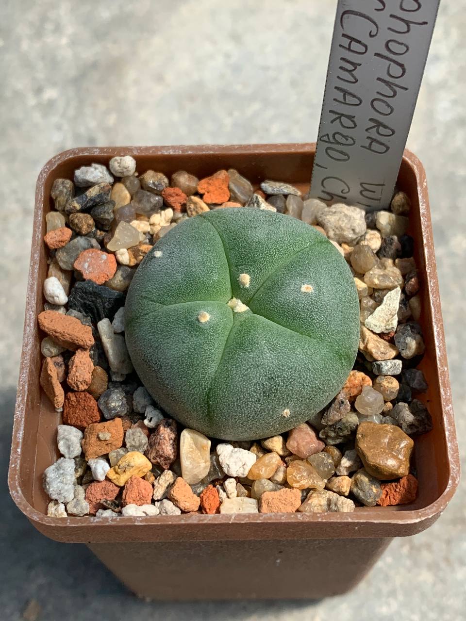 Lophophora williamsii (Camargo, Chihuahua)