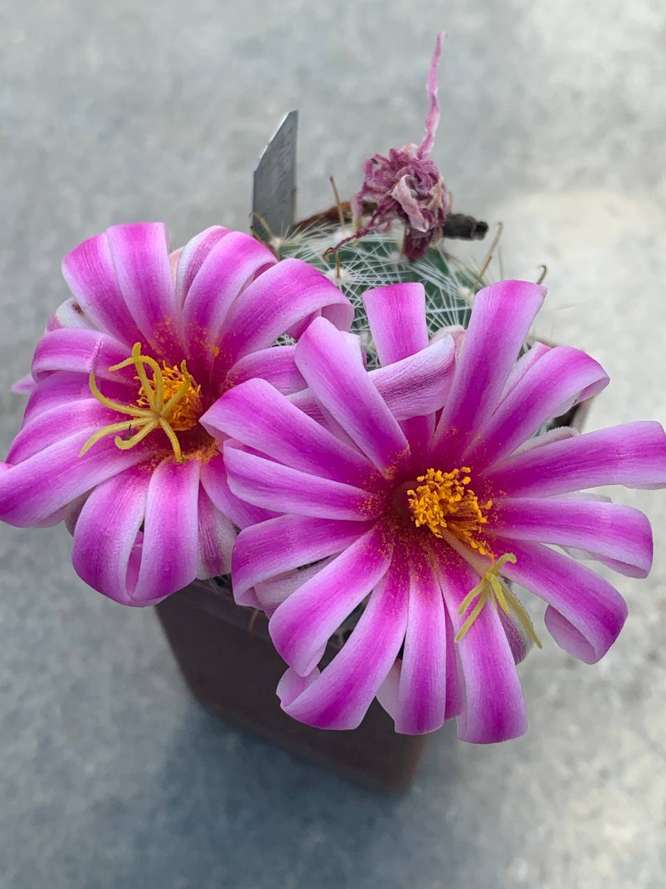 Mammillaria boolii