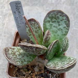 Adromischus maculatus