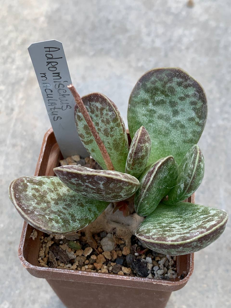 Adromischus maculatus
