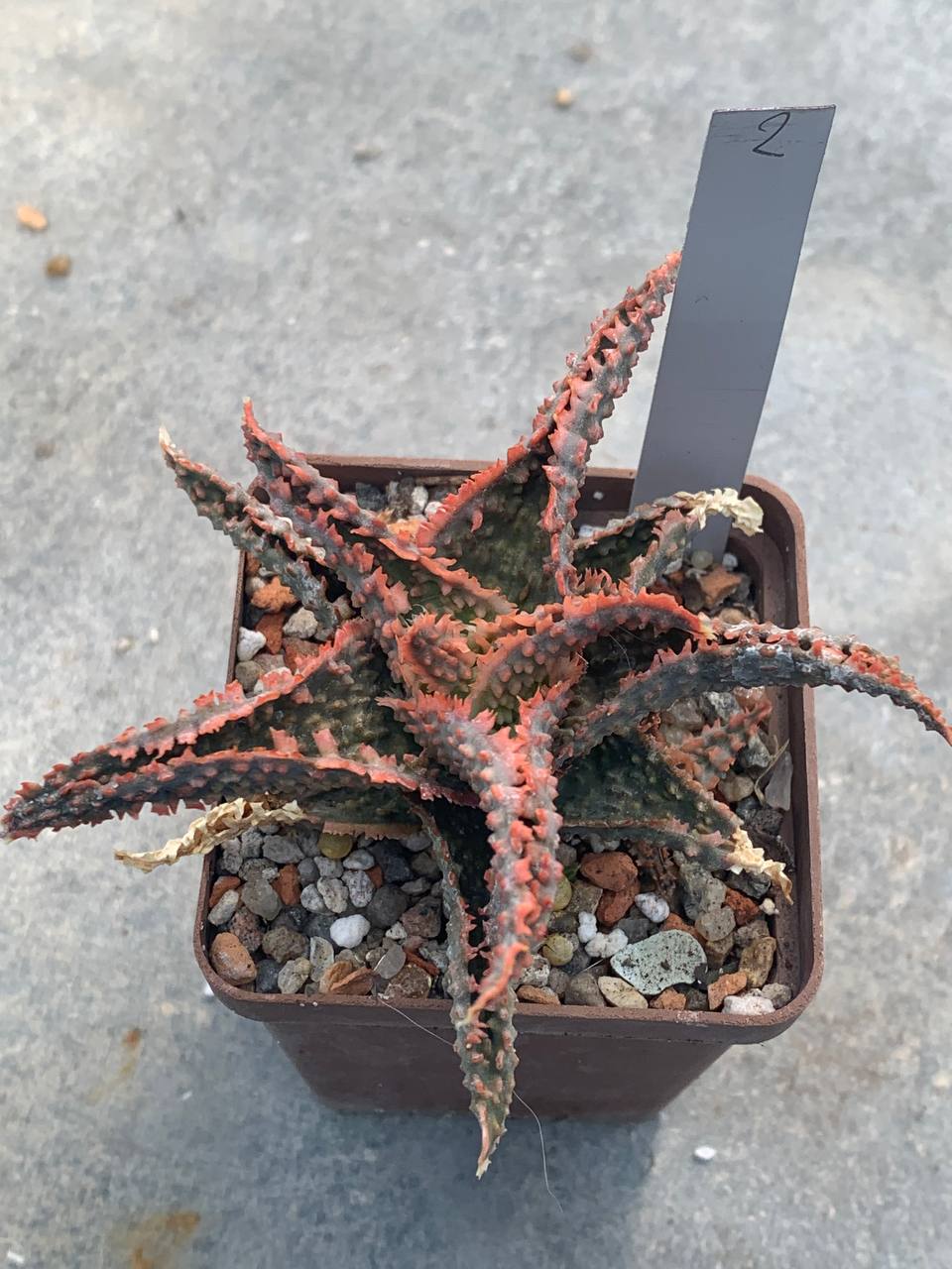 Aloe hybr
