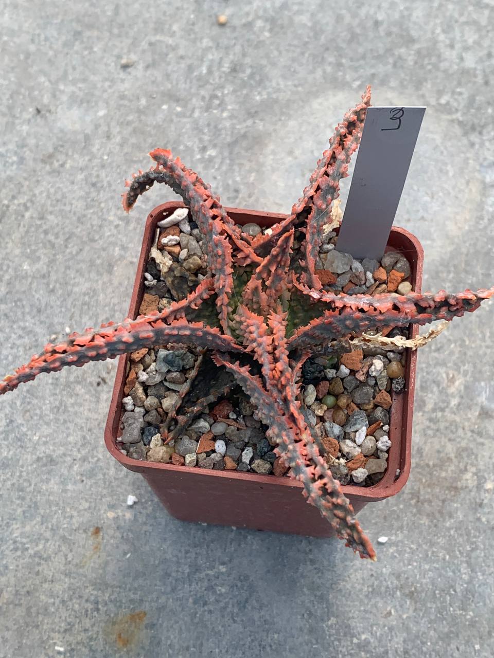 Aloe hybr