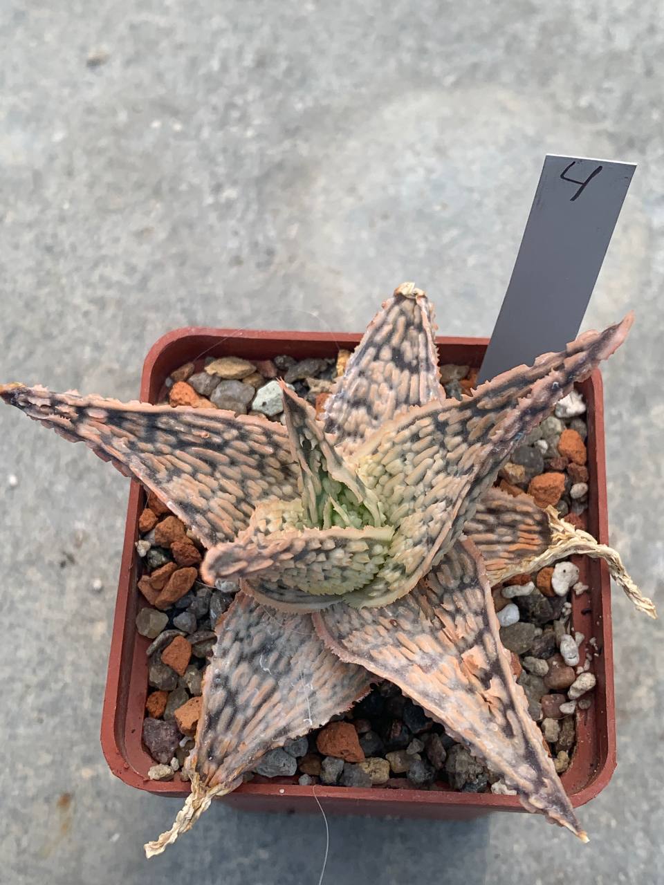 Aloe hybr