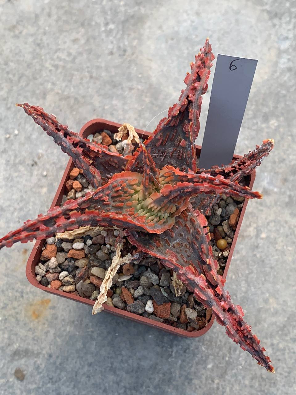 Aloe hybr
