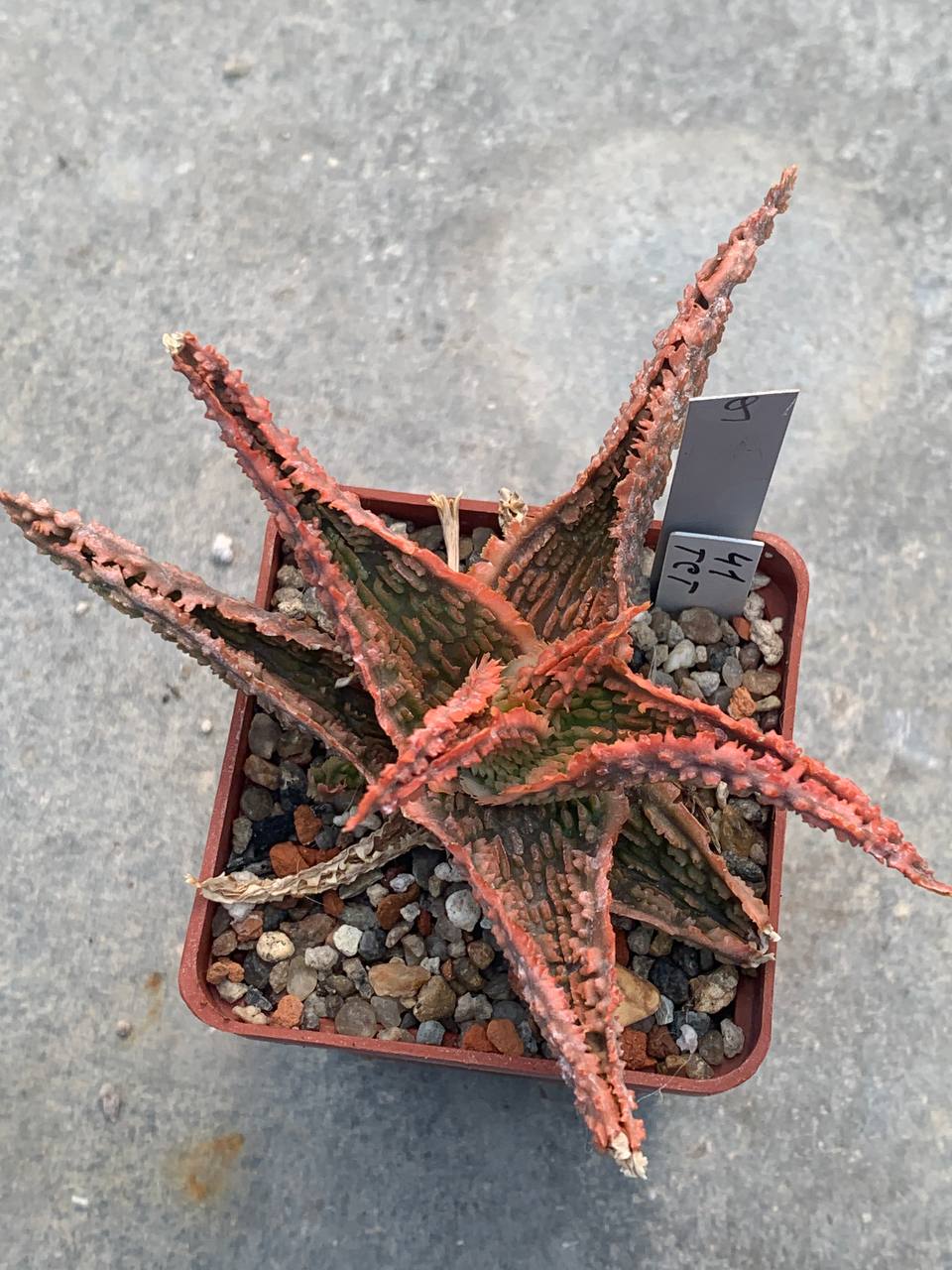 Aloe hybr