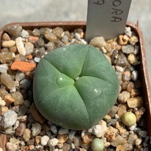Lophophora lutea
