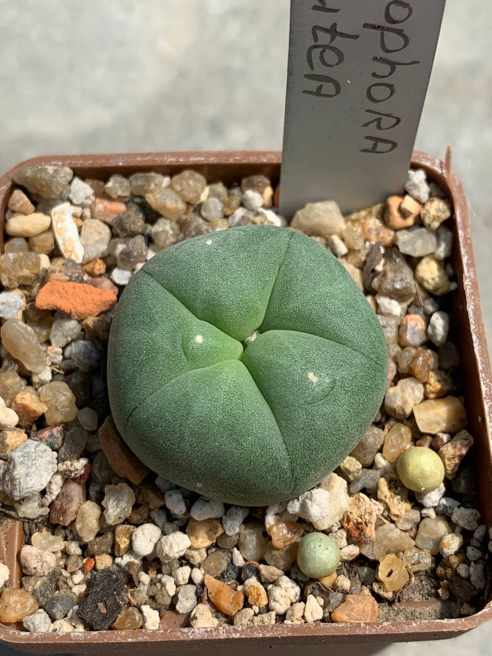 Lophophora lutea